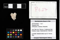 Foto (Objekt + Etikett) von Decapoda indet.  (NHMW-GEO-2014-0194-0627)